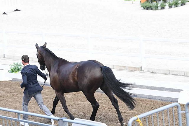 OLY-2020-DRESSAGE-JOG-7-24-21-0777-109-DOMIEN MICHIELS-INTERMEZZO VAN HET MEERDA-BEL-DDEROSAPHOTO