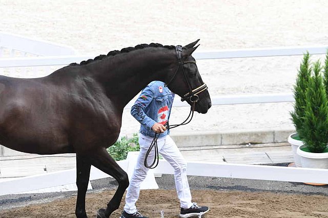 OLY-2020-DRESSAGE-JOG-7-24-21-0834-116-CHRIS VON MARTELS-ECLIPS-CAN-DDEROSAPHOTO