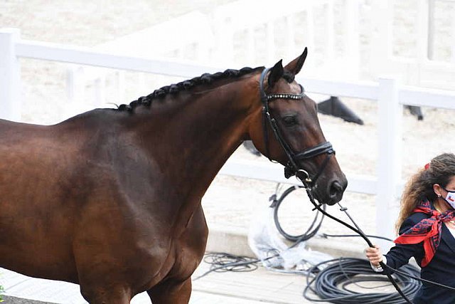 OLY-2020-DRESSAGE-JOG-7-24-21-0842-117-VIRGINIA YARUR-RONALDO-CHI-DDEROSAPHOTO