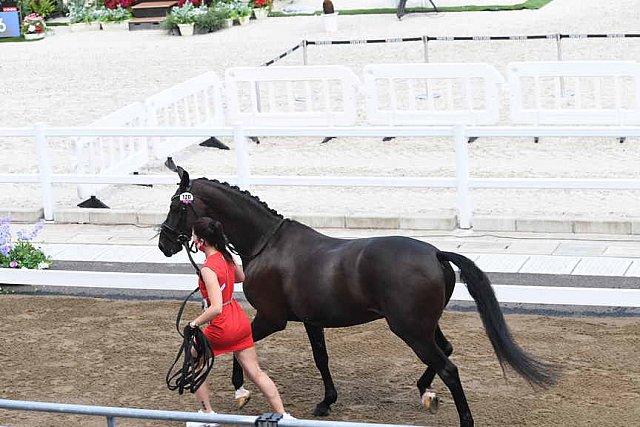 OLY-2020-DRESSAGE-JOG-7-24-21-0871-120-CC KRUTH-HELINE'S DANCERA-DEN-DDEROSAPHOTO