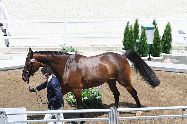 OLY-2020-DRESSAGE-JOG-7-24-21-1087-143-SHINGO HAYASHI-SCOLARI 4-JPN-DDEROSAPHOTO