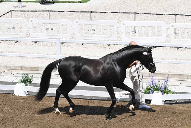 OLY-2020-DRESSAGE-JOG-7-24-21-1205-152-HP MINDERHOUD-DREAM BOY-NED-DDEROSAPHOTO