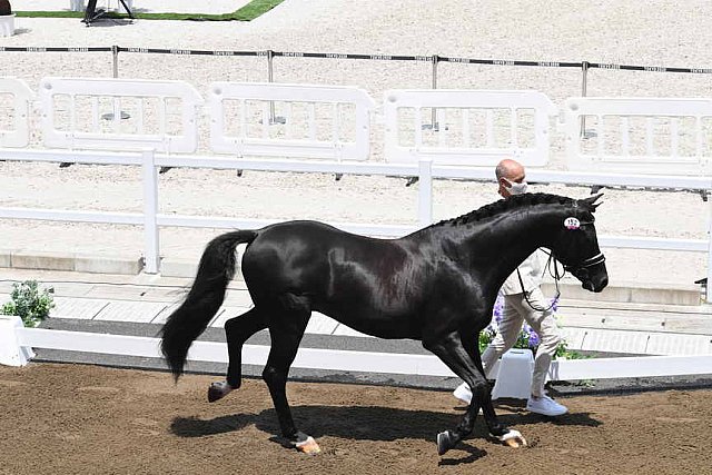 OLY-2020-DRESSAGE-JOG-7-24-21-1206-152-HP MINDERHOUD-DREAM BOY-NED-DDEROSAPHOTO