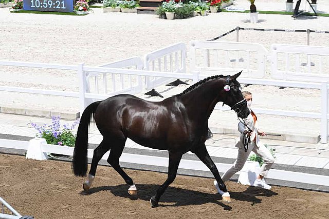 OLY-2020-DRESSAGE-JOG-7-24-21-1219-153-M VAN BAALEN-GO LEGEND-NED-DDEROSAPHOTO