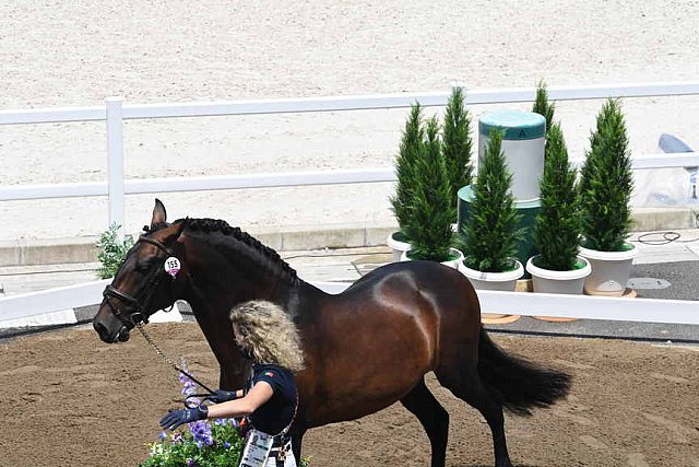 OLY-2020-DRESSAGE-JOG-7-24-21-1244-155-MARIA CAETANO-FENIX DE TINEO-POR-DDEROSAPHOTO