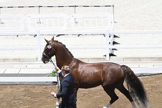 OLY-2020-DRESSAGE-JOG-7-24-21-1329-162-MARIA SHUVALOVA-FAMOUS CROSS-ROC-DDEROSAPHOTO