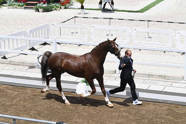 OLY-2020-DRESSAGE-JOG-7-24-21-1335-162-MARIA SHUVALOVA-FAMOUS CROSS-ROC-DDEROSAPHOTO