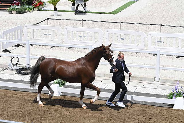 OLY-2020-DRESSAGE-JOG-7-24-21-1336-162-MARIA SHUVALOVA-FAMOUS CROSS-ROC-DDEROSAPHOTO