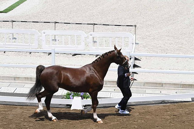 OLY-2020-DRESSAGE-JOG-7-24-21-1337-162-MARIA SHUVALOVA-FAMOUS CROSS-ROC-DDEROSAPHOTO