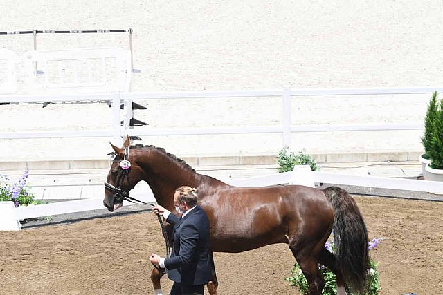 OLY-2020-DRESSAGE-JOG-7-24-21-1338-162-MARIA SHUVALOVA-FAMOUS CROSS-ROC-DDEROSAPHOTO