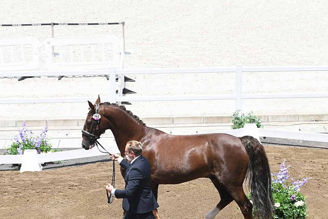 OLY-2020-DRESSAGE-JOG-7-24-21-1339-162-MARIA SHUVALOVA-FAMOUS CROSS-ROC-DDEROSAPHOTO