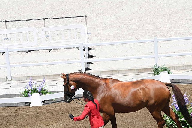 OLY-2020-DRESSAGE-JOG-7-24-21-1346-164-CAROLINE CHEW-TRIBIANI-SGP-DDEROSAPHOTO