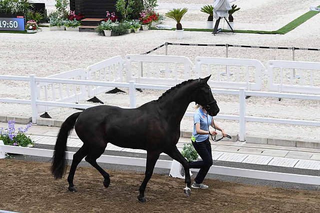 OLY-2020-DRESSAGE-JOG-7-24-21-1374-168-ANTONIA RAMEL-BROTHER DE JEU-SWE-DDEROSAPHOTO