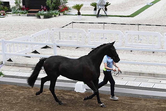 OLY-2020-DRESSAGE-JOG-7-24-21-1375-168-ANTONIA RAMEL-BROTHER DE JEU-SWE-DDEROSAPHOTO