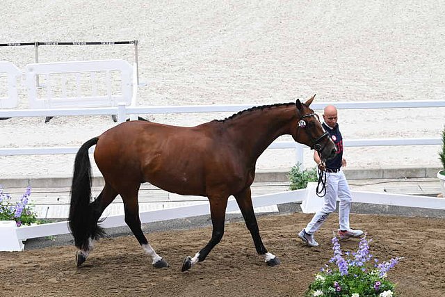 OLY-2020-DRESSAGE-JOG-7-24-21-1454-172-STEFFEN PETERS-SUPPERKASPER-USA-DDEROSAPHOTO