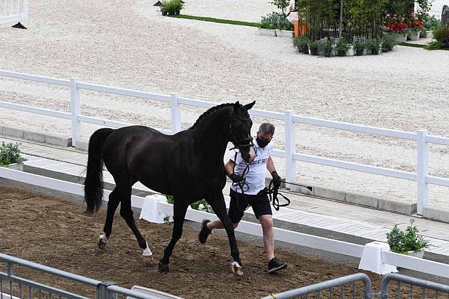 OLY-2020-DRESSAGE-JOG-7-24-21-1507-174-NICK- WAGMAN-DON JOHN-USA-DDEROSAPHOTO