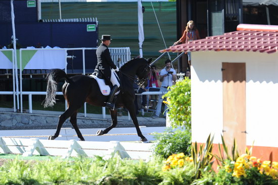 PanAmGames-MX-10-16-11-5903-SteffenPeters-WeltonsMagic-DDeRosaPhoto.JPG