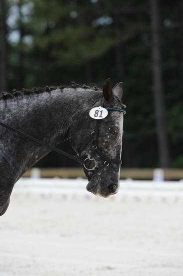 So8ths-5-4-12-Dressage-1210-GigiJoseph-GoneWiththeWin-DDeRosaPhoto