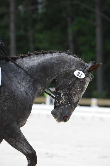 So8ths-5-4-12-Dressage-1214-GigiJoseph-GoneWiththeWin-DDeRosaPhoto