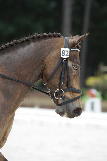 So8ths-5-4-12-Dressage-1230-DanaNorquist-FoothillsWaterman-DDeRosaPhoto