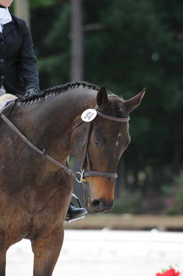 So8ths-5-4-12-Dressage-1303-SydneyParks-RunninAMuck-DDeRosaPhoto