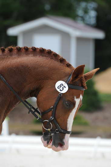 So8ths-5-4-12-Dressage-1342-MichaelLindsey-Hilife-DDeRosaPhoto