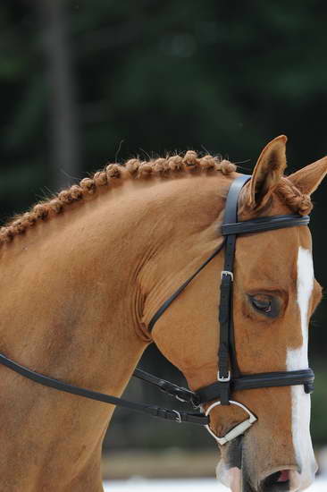 So8ths-5-4-12-Dressage-1357-SarahZimmer-MardiGras-DDeRosaPhoto