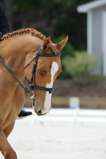 So8ths-5-4-12-Dressage-1381-SarahZimmer-MardiGras-DDeRosaPhoto