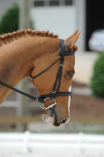 So8ths-5-4-12-Dressage-1382-SarahZimmer-MardiGras-DDeRosaPhoto