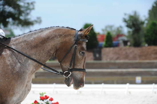 So8ths-5-4-12-Dressage-1425-KelseyBriggs-CuttersSouthernJaz-DDeRosaPhoto