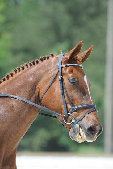 So8ths-5-4-12-Dressage-0920-KristinNeill-BigBonesBailey-DDeRosaPhoto