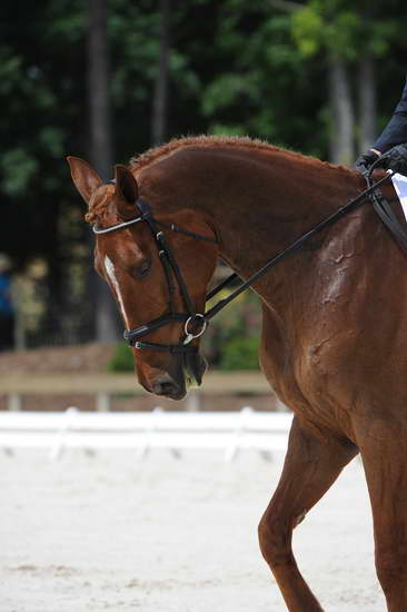 So8ths-5-4-12-Dressage-0937-KristinNeill-BigBonesBailey-DDeRosaPhoto