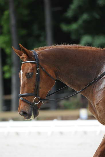 So8ths-5-4-12-Dressage-0951-KristinNeill-BigBonesBailey-DDeRosaPhoto