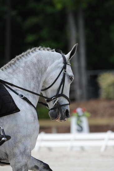 So8ths-5-4-12-Dressage-0961-MicheleLobsinger-GlenlarasPride-DDeRosaPhoto