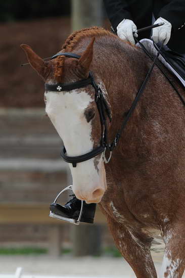 So8ths-5-4-12-Dressage-1040-BrianaTimmerman-ASplashofHenry-DDeRosaPhoto