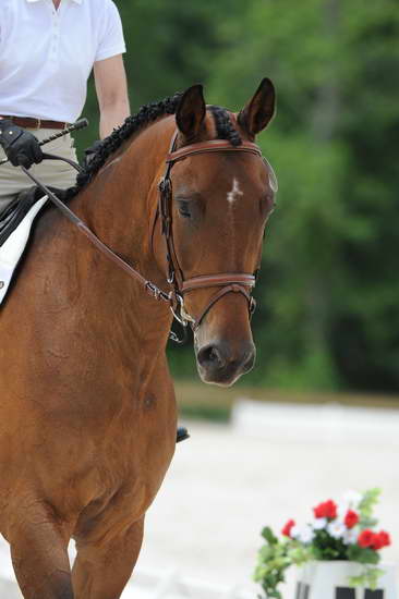 So8ths-5-4-12-Dressage-1081-BeckyBrown-TotallyBroke-DDeRosaPhoto