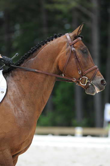 So8ths-5-4-12-Dressage-1092-BeckyBrown-TotallyBroke-DDeRosaPhoto