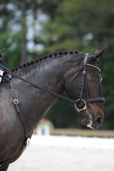 So8ths-5-4-12-Dressage-1123-SarahMorton-Womble-DDeRosaPhoto