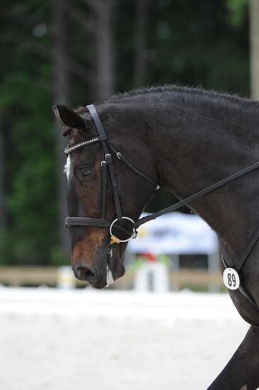 So8ths-5-4-12-Dressage-1137-SarahMorton-Womble-DDeRosaPhoto