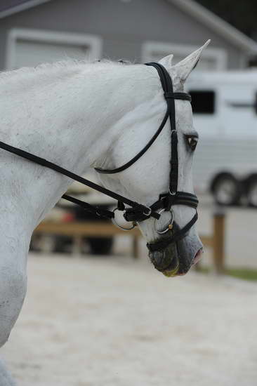 So8ths-5-4-12-Dressage-1149-DCMcBroom-GroundForce-DDeRosaPhoto