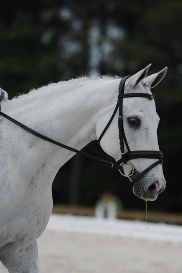 So8ths-5-4-12-Dressage-1165-DCMcBroom-GroundForce-DDeRosaPhoto