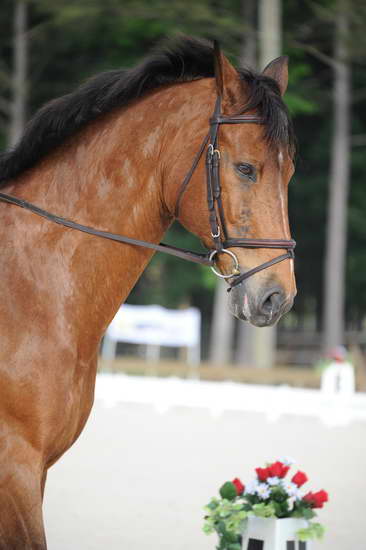 So8ths-5-4-12-Dressage-0307-BevWarner-Arnold-DDeRosaPhoto