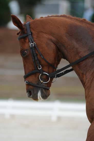 So8ths-5-4-12-Dressage-0412-KerryTracey-BourbonGingerbear-DDeRosaPhoto