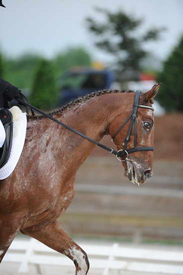 So8ths-5-4-12-Dressage-0459-JordanLambert-RioWild-DDeRosaPhoto