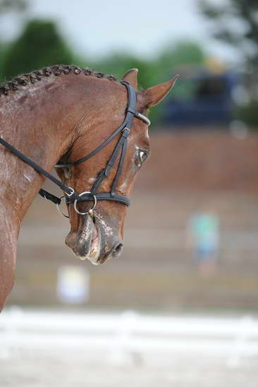 So8ths-5-4-12-Dressage-0469-JordanLambert-RioWild-DDeRosaPhoto