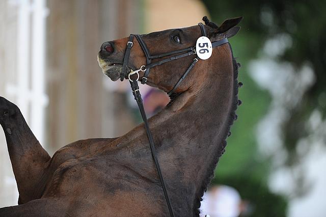 So8ths-5-4-12-Dressage-0497-KatellynPadgett-AddedMoney-DDeRosaPhoto