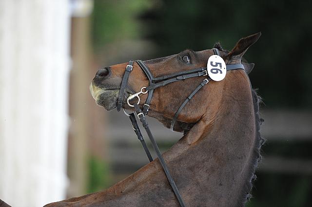 So8ths-5-4-12-Dressage-0509-KatellynPadgett-AddedMoney-DDeRosaPhoto