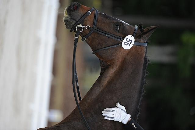 So8ths-5-4-12-Dressage-0515-KatellynPadgett-AddedMoney-DDeRosaPhoto