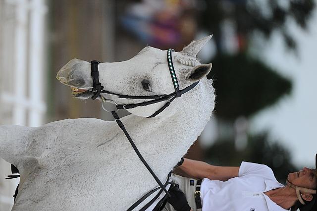 So8ths-5-4-12-Dressage-0532-CathyBlackmon-HideawaysSpecialDelivery-DDeRosaPhoto