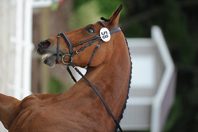 So8ths-5-4-12-Dressage-0563-RachelWade-Nicole-DDeRosaPhoto